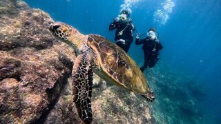 風は弱めな八丈島、概ね落ち着いていた八重根で【体験ダイビング】