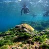 暑さは続く八丈島、若干うねりはあるが底土で【シュノーケリング】