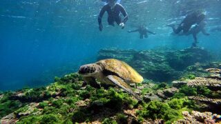 暑さは続く八丈島、若干うねりはあるが底土で【シュノーケリング】