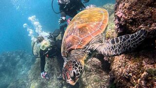 風は弱めな八丈島、落ち着いていた八重根で【体験ダイビング】