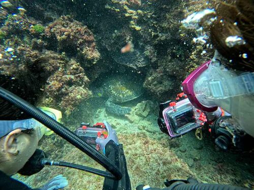 岩の隙間で休むウミガメ見たり