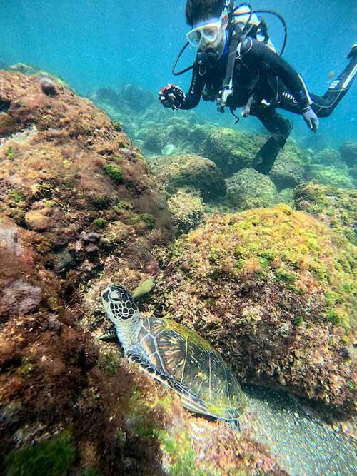 岩の隙間で休んでたウミガメ見たり
