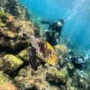 暑さ増してた八丈島、うねりはあるが八重根で【体験ダイビング】