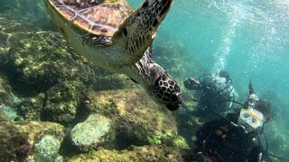 青空広がる八丈島、若干うねりはあるが八重根で【体験ダイビング】