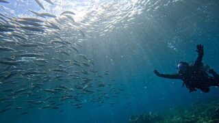 残暑厳しい八丈島、八重根とナズマドで【ダイビング】
