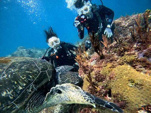 海藻食べてたウミガメ見たり