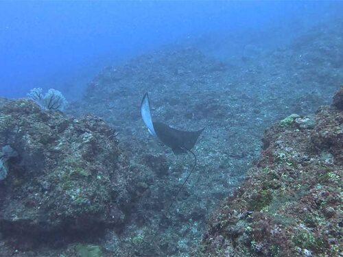 沖まで出るとトビエイいたり