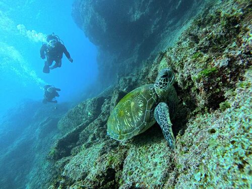 水底近くで海藻食べてたウミガメ見たり