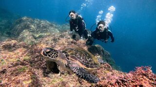 風は止んでた八丈島、穏やかな八重根で【体験ダイビング】