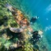 日差しは強い八丈島、凪が続く八重根で【体験ダイビング】