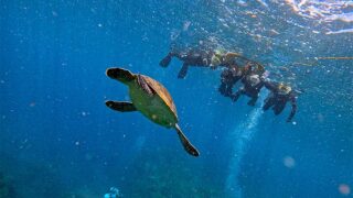 少し風吹く八丈島、落ち着いていた八重根で【シュノーケリング】