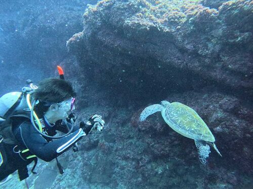 ウミガメ近くで撮ったり見たり