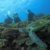 厳しい暑さな八丈島、うねりはあるが八重根で【体験ダイビング】