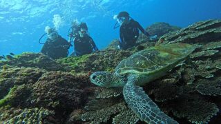 厳しい暑さな八丈島、うねりはあるが八重根で【体験ダイビング】