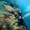 風は弱めな八丈島、タイドプールと八重根で【体験ダイビング】