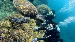 風は弱めな八丈島、タイドプールと八重根で【体験ダイビング】