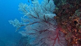 しっかり雨降る八丈島、底土とナズマドで【ダイビング】