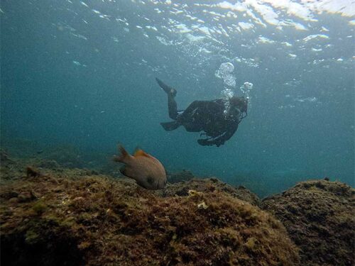 セダカスズメダイとか