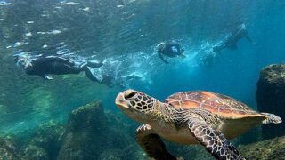 青空広がる八丈島、少しうねりはあるが八重根で【シュノーケリング】