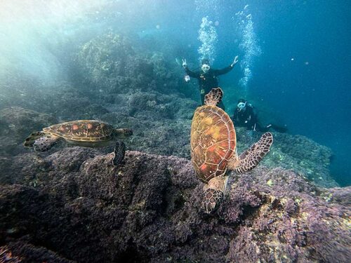 浅いところにウミガメいたり