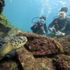 少し風吹く八丈島、八重根とナズマドで【体験ダイビング】