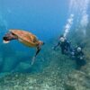 風は弱めな八丈島、落ち着いていた八重根で【体験ダイビング】