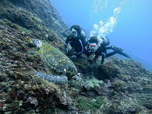 ウミガメ目の前泳いできたり