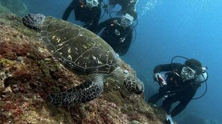 雲は増えてた八丈島、落ち着いていた八重根で【体験ダイビング】