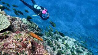 次第に青空広がる八丈島、八重根とナズマドで【ダイビング】
