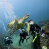青空見られた八丈島、うねりはあるが八重根で【体験ダイビング】