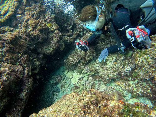隙間で休むウミガメ撮ったり