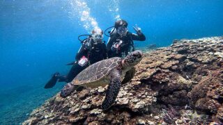 湿度高めな八丈島、落ち着いていた底土で【体験ダイビング】