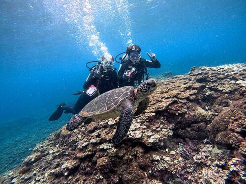 ウミガメ見ながら泳いで周り