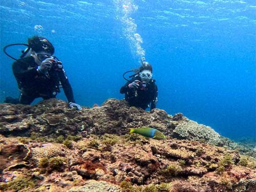 ヤマブキベラ撮ったり