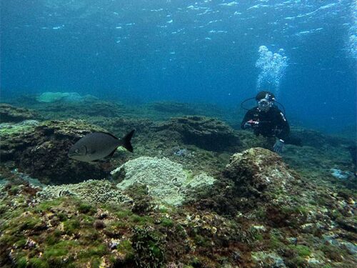 イスズミなんかも泳いできたり