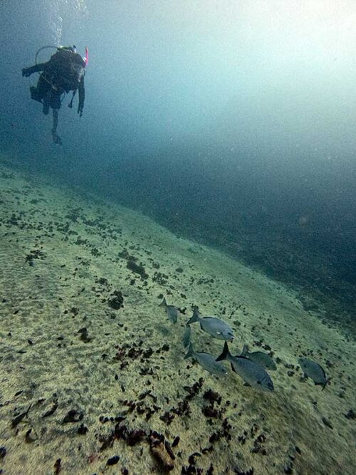 砂地にイスズミ集まってたり