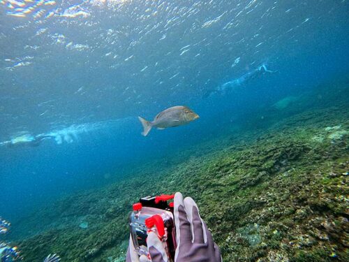 ハマフエフキとか見かけたり