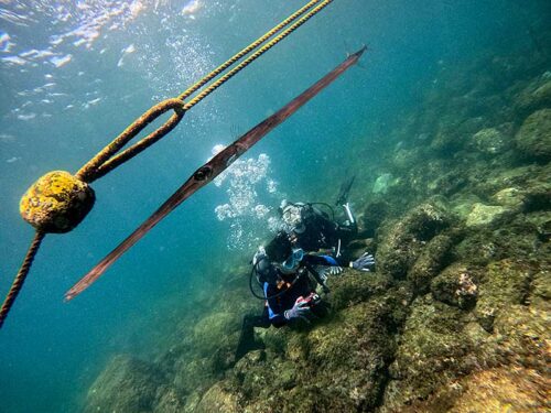 アオヤガラとかも見かけたり