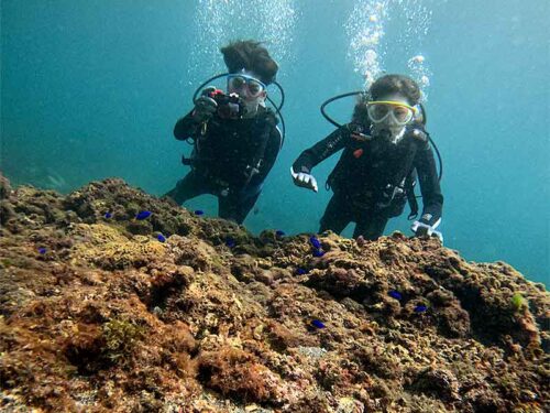 ソラスズメダイ達いたり
