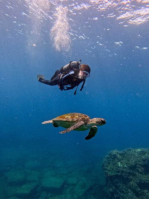 ウミガメとちょっと泳いでみたりして