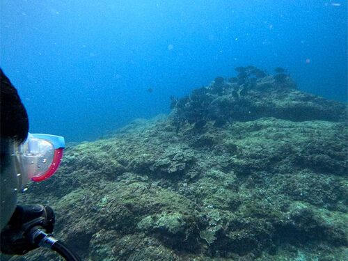 ニザダイなんかも集まってたり