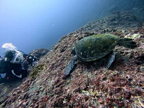 海藻食べてたウミガメ見たり