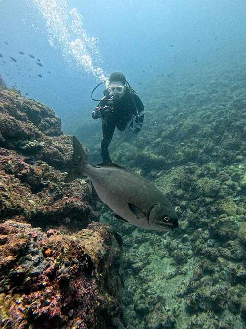 イスズミ見たり