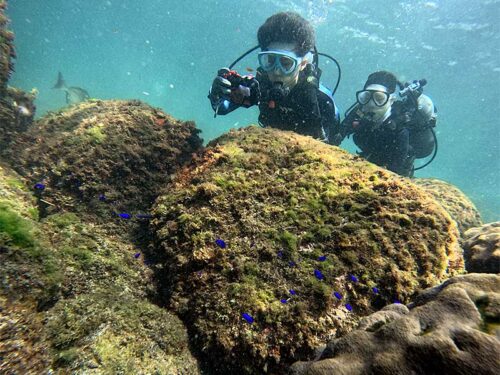 ソラスズメダイ達いたり