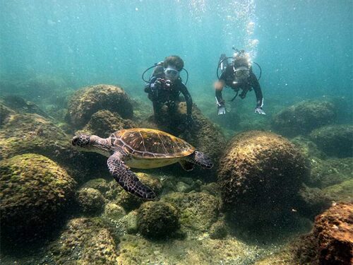 近くを泳いでいたウミガメ見たり