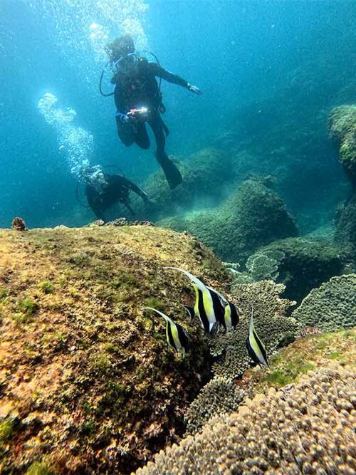 ツノダシ見たり