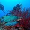 涼しい風吹く八丈島、概ね落ち着くナズマドと八重根で【ダイビング】