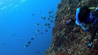 青空見えてた八丈島、少しうねりはあるがナズマドで【ダイビング】