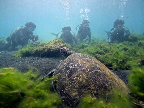 砂地で休んでいたウミガメ見たり