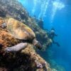 西風吹いてた八丈島、概ね落ち着く底土で【体験ダイビング】